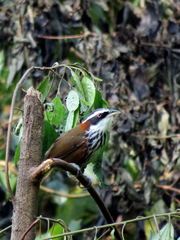 Pomatorhinus musicus