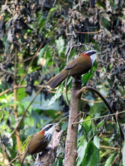 Pomatorhinus musicus