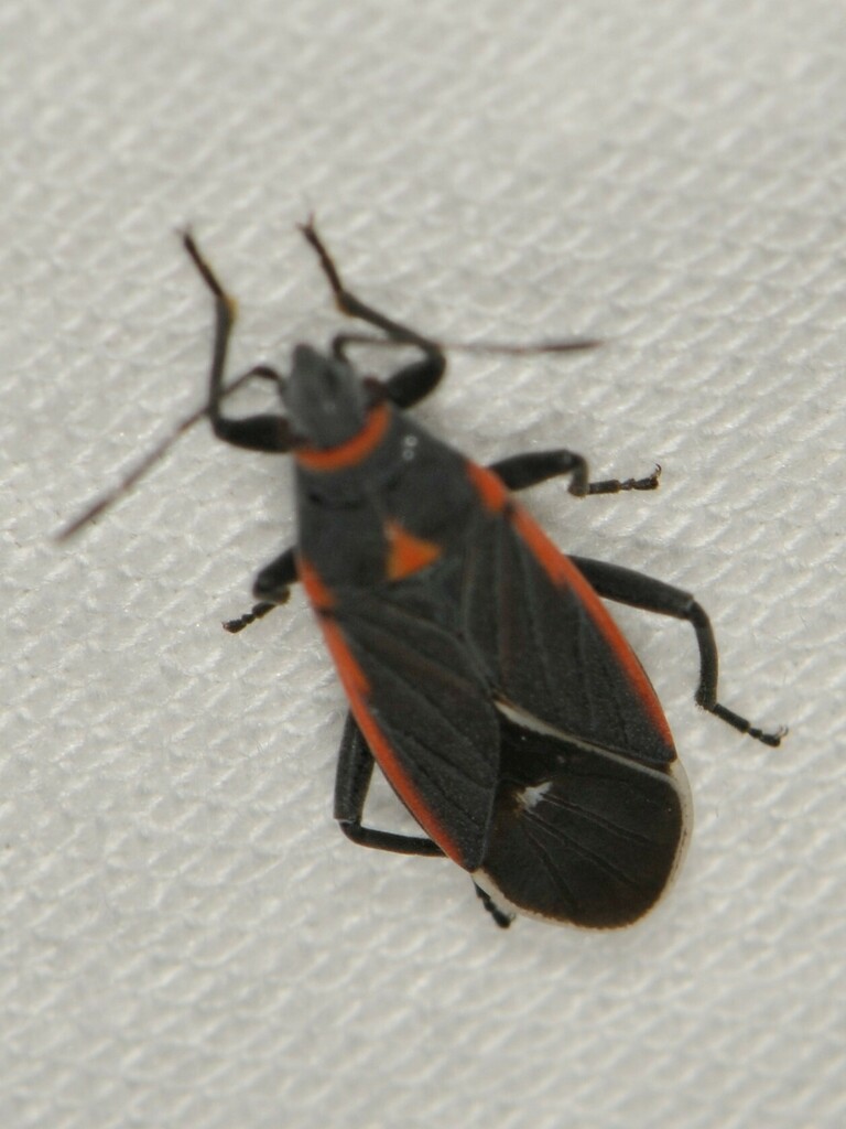 Charcoal Seed Bug In May 2023 By Elliott Gordon · Inaturalist