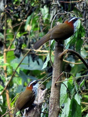 Pomatorhinus musicus