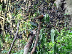 Pomatorhinus musicus