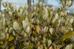 Garrya buxifolia