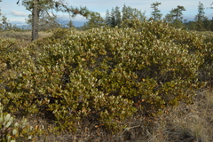 Garrya buxifolia