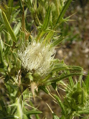 Cirsium ferox