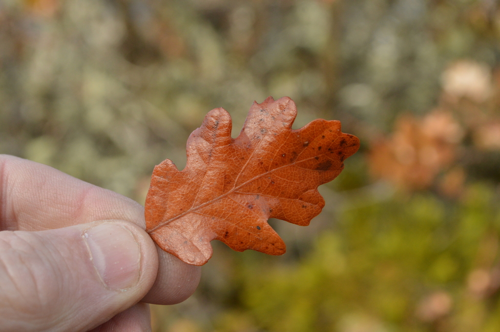 Quercus garryana × sadleriana