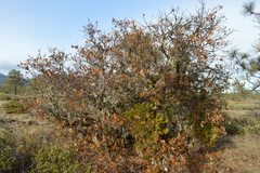 Quercus garryana breweri