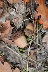 Quercus garryana breweri