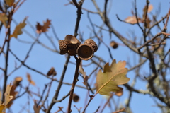 Quercus garryana breweri