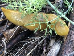 Ariolimax californicus