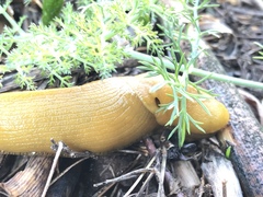Ariolimax californicus
