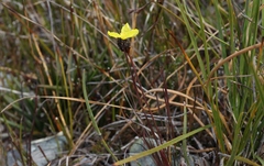 Xyris marginata