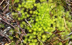 Pleurophascum grandiglobum
