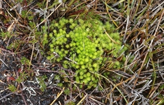Pleurophascum grandiglobum