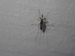 Aedes taeniorhynchus
