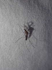 Aedes taeniorhynchus