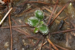 Actinotus bellidioides