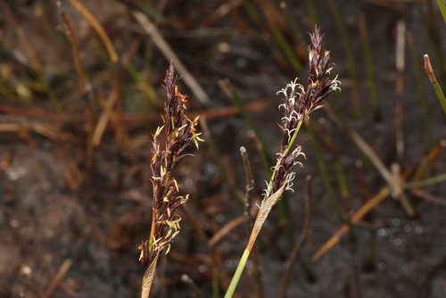 Machaerina tetragona