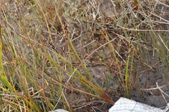Machaerina tetragona