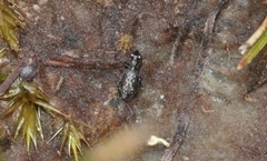 Scopodes