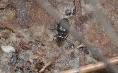 Scopodes