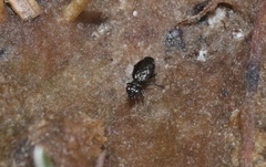 Scopodes