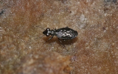 Scopodes
