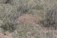 Thomomys umbrinus