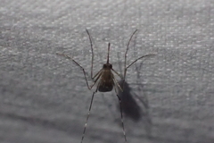 Aedes taeniorhynchus