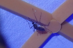 Aedes taeniorhynchus