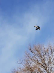 Columba livia domestica