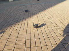 Columba livia domestica