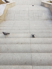 Columba livia domestica