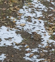 Passer montanus