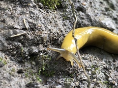 Ariolimax californicus