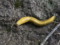 Ariolimax californicus