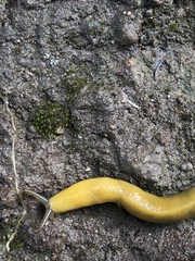 Ariolimax californicus