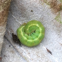 Lepidoptera