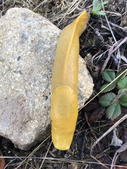 Ariolimax californicus