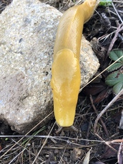 Ariolimax californicus