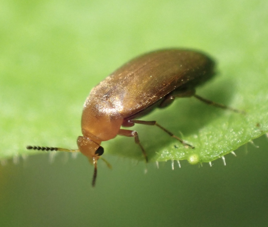 Anaspis flava
