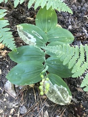 Maianthemum