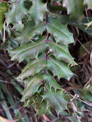 Berberis pinnata