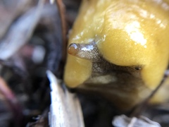 Ariolimax californicus