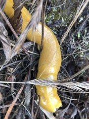 Ariolimax californicus