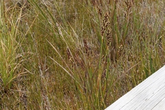 Machaerina tetragona