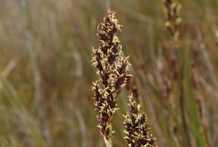 Machaerina tetragona