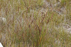Machaerina tetragona