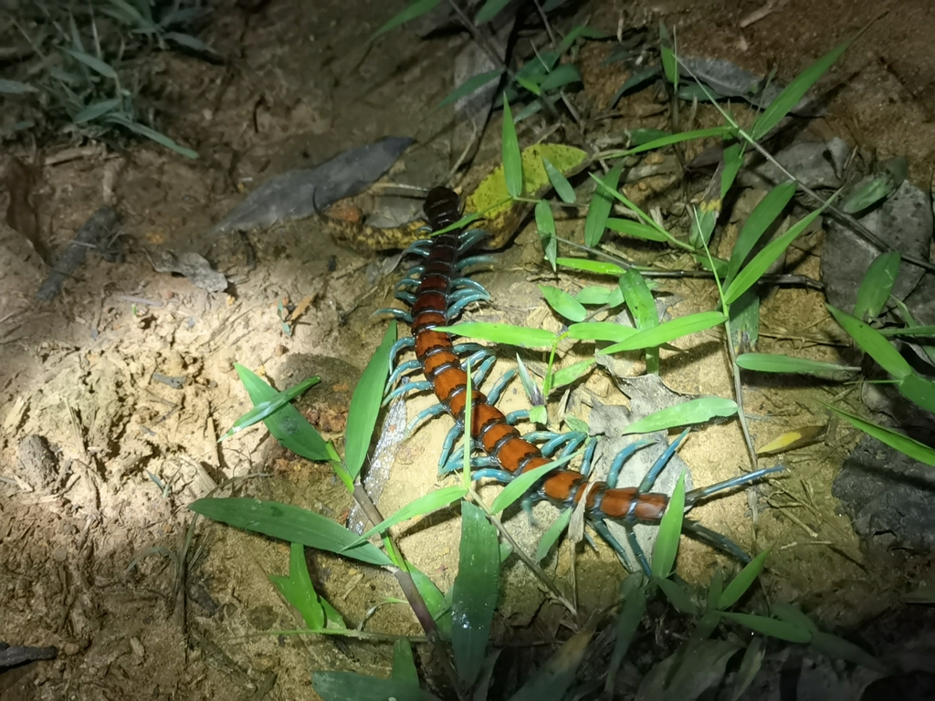 giant-centipedes-from-on-may-7-2023-at-10-55-pm