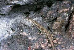 Podarcis carbonelli berlengensis