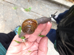 Helminthoglypta traskii